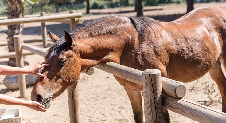 Cheval &agrave; la mini ferme du camping