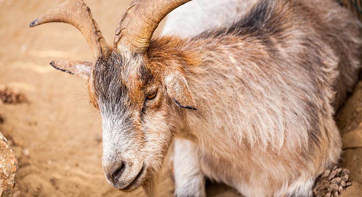 Ch&egrave;vre &agrave; la mini ferme du camping