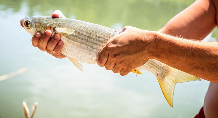 Possibilit&eacute; de p&ecirc;cher au camping