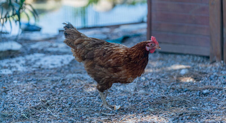 Poule de la mini ferme