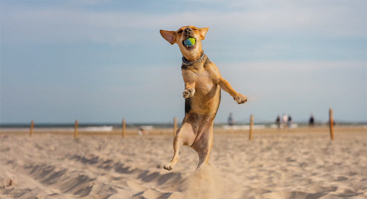 Chien jouant sur la plage