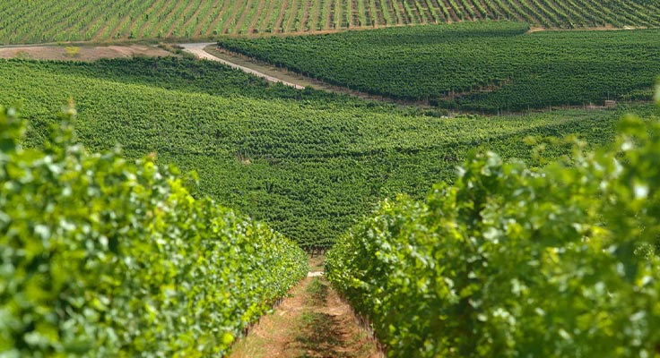 Vignoble dans les Pyr&eacute;n&eacute;es-Orientales